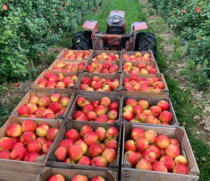 Étiquettes pour caissettes de fruits et légumes